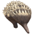 针鼹.png
