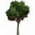 樱桃树.png