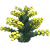 黄棘花.png