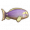 额带刺尾鱼.png