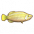 骨舌鱼.png