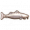 背盾新海鮎.png