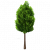 澳洲赤楠.png