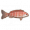 带状莫沃鱼.png