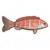 带状莫沃鱼.png
