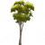 桉树.png