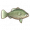 墨瑞鳕.png