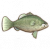 墨瑞鳕.png