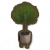 澳洲赤楠盆栽.png