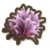 鸟巢珊瑚.png