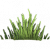 冷杉草.png