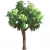 青柠树.png