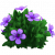 紫色木槿.png