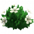 白色木槿.png