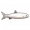 海鲢.png