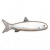 海鲢.png