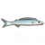 梭鱼.png