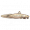 澳洲鳗鲶.png