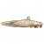 澳洲鳗鲶.png