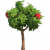 苹果树.png
