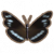 普通乌鸦蝴蝶.png