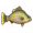 黄金鲈鱼.png