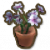 蝴蝶兰盆栽.png