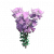 澳洲石楠.png