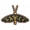 虎蛾.png