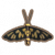 虎蛾.png