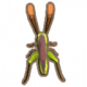 草甸螽斯.png