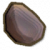 淡水贻贝.png