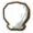 扇贝.png