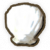 扇贝.png