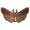 布网夜蛾.png