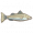 尖吻鲈.png