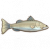 尖吻鲈.png