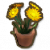 橙色纸雏菊盆栽.png