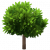 小颗澳洲赤楠.png