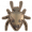 椿象.png