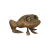 蟾蜍.png