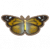 小红峡蝶.png