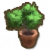 蓝花楹树苗.png