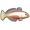 扁头黄黝魚.png