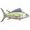 黄鳍金枪鱼.png