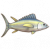 黄鳍金枪鱼.png