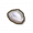 滨藜种子.png