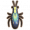 虎甲虫.png