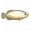 珍珠龙鱼.png