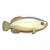 珍珠龙鱼.png